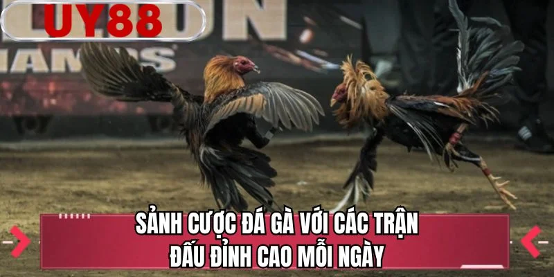 Sảnh cược đá gà với các trận đấu đỉnh cao mỗi ngày